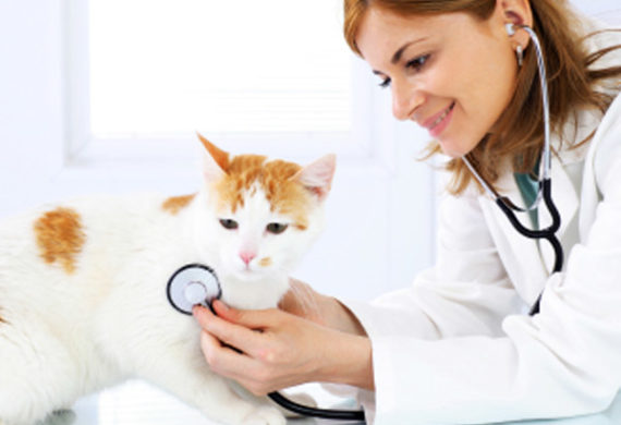 Automatic Conversation for Veterinary Clinic or Hospital