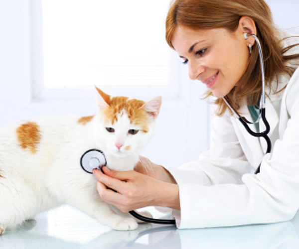 Messenger Bot Veterinaria Jugo de Limon